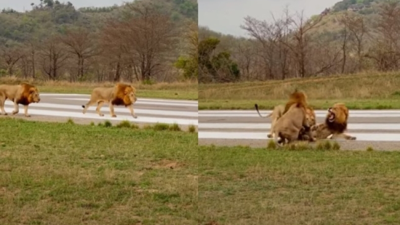 Η στιγμή που δύο λιοντάρια καραδοκούν και επιτίθενται στον εχθρό τους (vid)