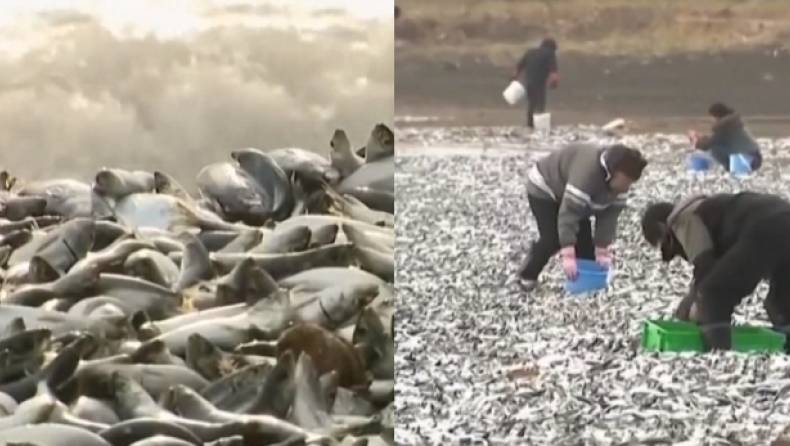 Μυστήριο στην Ιαπωνία: Χιλιάδες νερκά ψάρια ξεβράστηκαν σε ακτή παραλίας (vid)