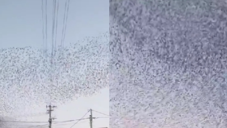 Ο δυσοίωνος χορός των πουλιών λίγο πριν τον ισχυρό σεισμό στην Ιαπωνία (vid)