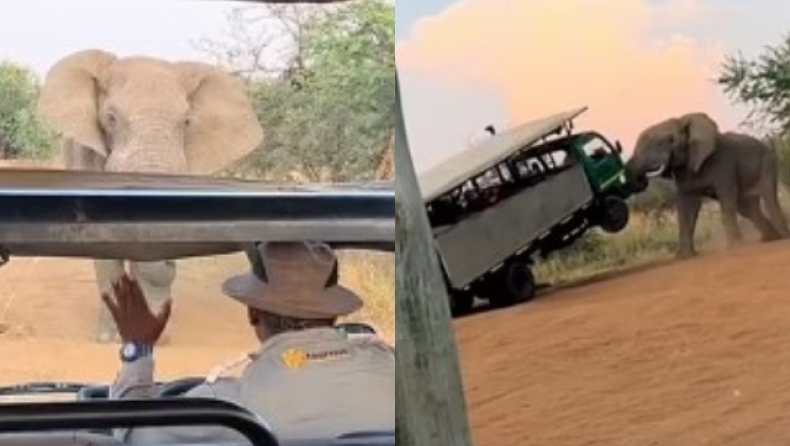 Ελέφαντας σήκωσε στον αέρα ένα λεωφορείο γεμάτο τουρίστες: Ούρλιαζαν για βοήθεια (vid)