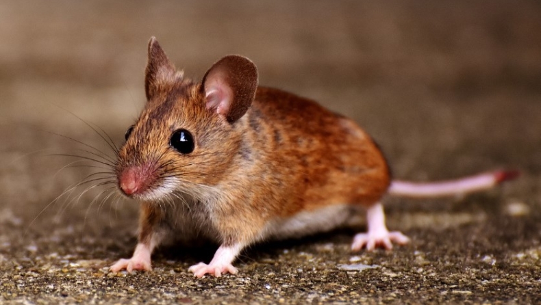 Τρομακτικά «ποντίκια ζόμπι» βγαίνουν νύχτα και κατακλύζουν νησί στον Ινδικό: Η στιγμή που τρώνε ζωντανό πουλί 