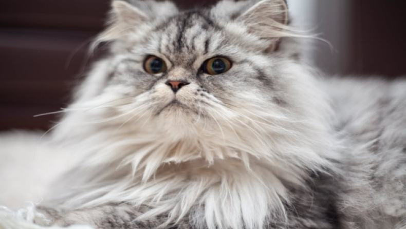 Μια κατοικίδια γάτα μπορεί να διπλασιάσει τις πιθανότητες σχιζοφρένειας!