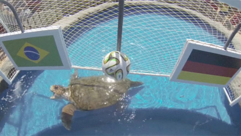 Παγκόσμιο Κύπελλο 2014: Η χελώνα διάλεξε Βραζιλία (vid)