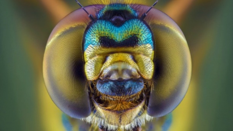 Θέλει τόλμη: Δες πώς είναι από κοντά τα έντομα που σε τρομοκρατούν (pic)