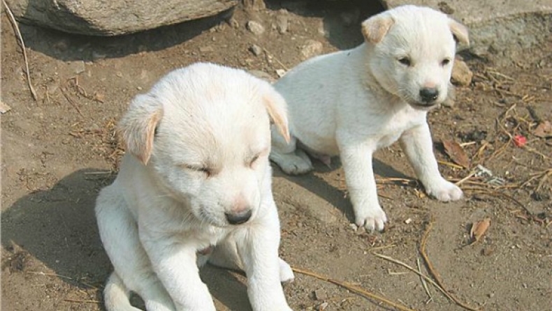 Συνελήφθη ο υπαίτιος της κακοποίησης έξι σκυλιών στην Καβάλα