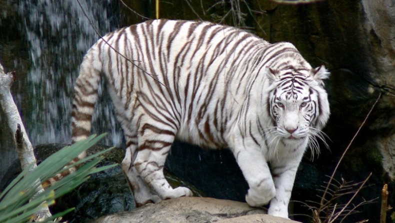 Λευκή τίγρης σκότωσε αγόρι