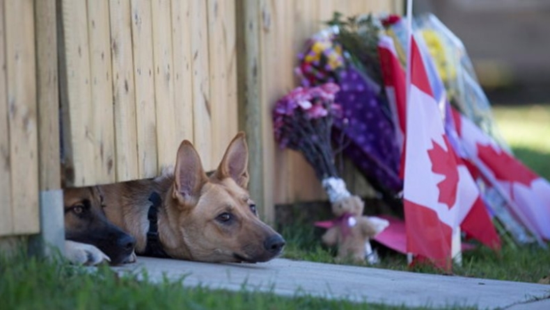 Τα σκυλάκια του νεκρού Καναδού στρατιώτη περιμένουν