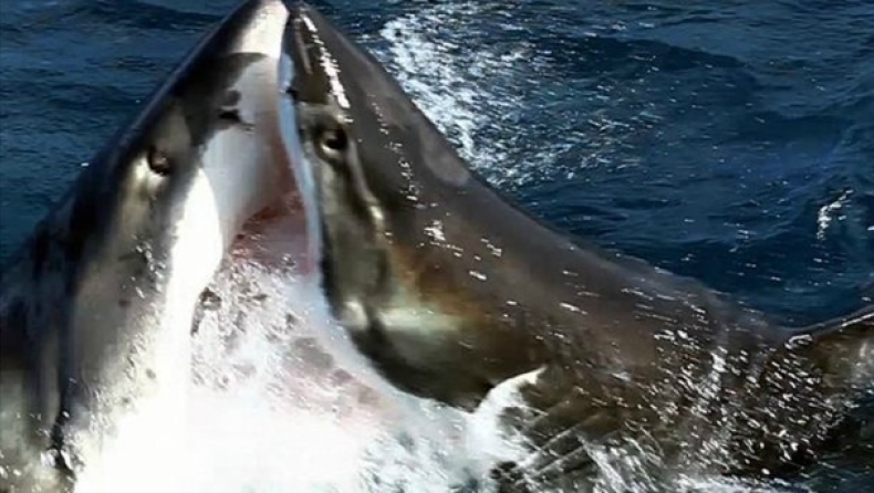 Γιγάντιος λευκός καρχαρίας κατασπαράζει άλλο λευκό καρχαρία! (vid)