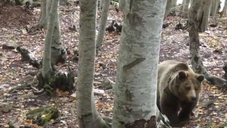 Σκότωσαν νεαρή αρκούδα στο Μέτσοβο (pic)