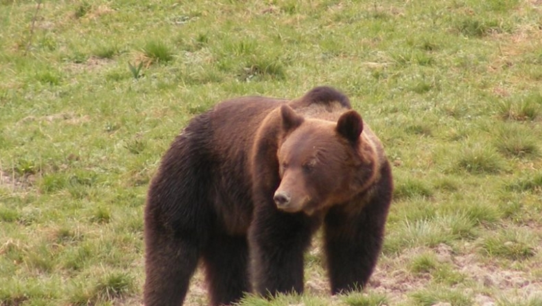 Αυξάνονται οι πληθυσμοί του λύκου και της αρκούδας στην Ευρώπη