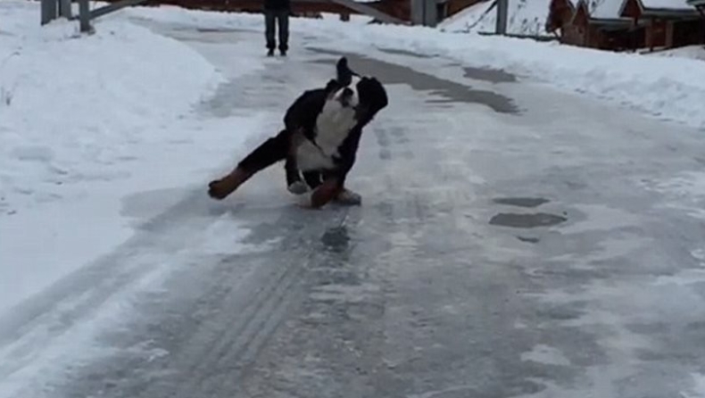 Viral στο διαδίκτυο: Η πρώτη «γνωριμία» ενός σκυλιού με τον πάγο (pics & vid)