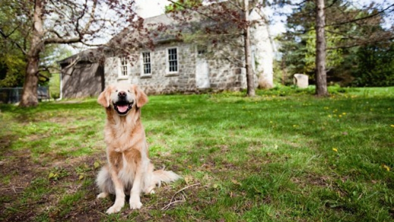Ο πιο χαρούμενος σκύλος του κόσμου είναι τυφλός (pics)