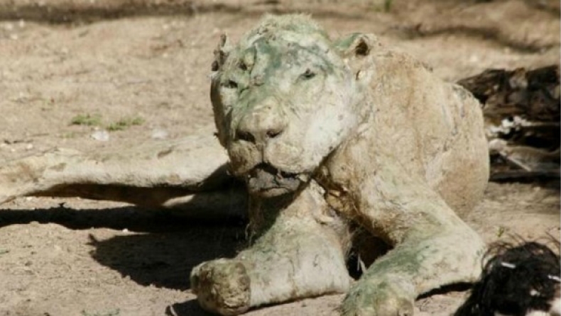 Εικόνες σοκ και ντροπής σε ζωολογικό κήπο (pics)