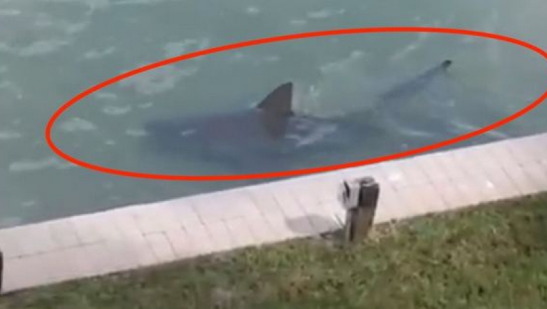 Τρόμος στην Φλόριντα: Καρχαρίες κολυμπούν δίπλα από αυλές σπιτιών (vid)
