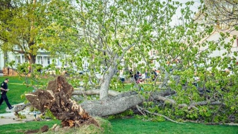 ΗΠΑ: Γιγάντιο δέντρο πέφτει πάνω σε παιδιά που παίζουν! (vid)
