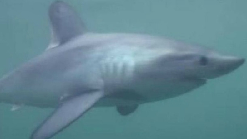 Καρχαρίες τριών μέτρων κολυμπούν στα ανοιχτά των ακτών