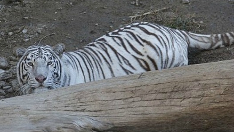 Τίγρης που απέδρασε από το ζωολογικό κήπο στην Τιφλίδα σκότωσε άνδρα (pics)
