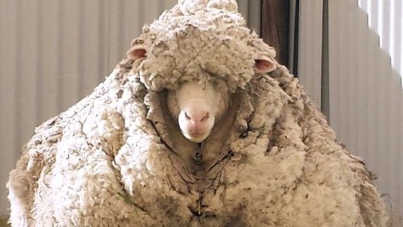 Αυστραλία: Αυτό είναι το πιο μεγάλο πρόβατο του κόσμου (pics)