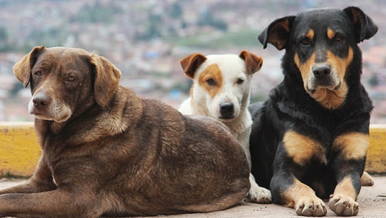 BBC: 1 εκατομμύριο αδέσποτα σκυλιά θύματα της ελληνικής κρίσης