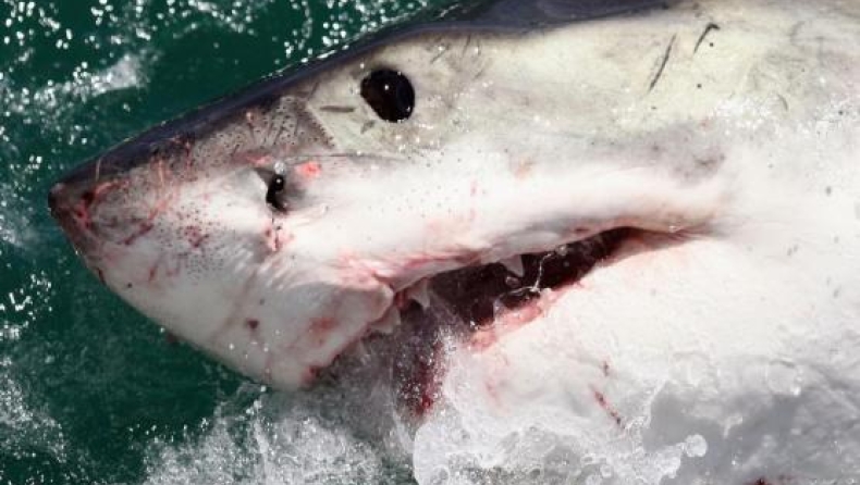 Επίθεση καρχαρία… του έσωσε τη ζωή!
