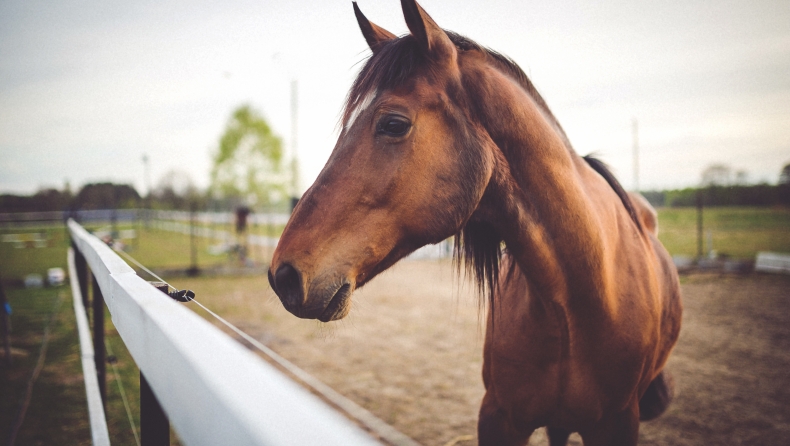Ελβετία: Θύμα σεξουαλικής επίθεσης ένα άλογο κάθε τρεις ημέρες