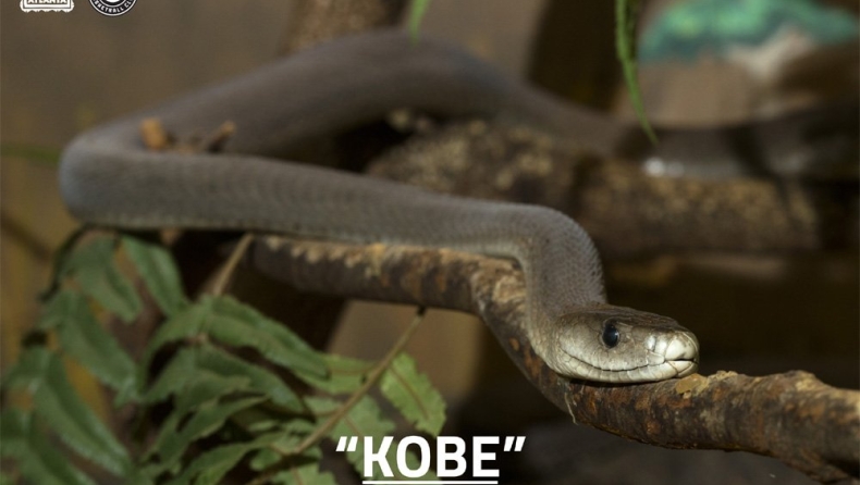 Ονόμασαν «Κόμπι», φίδι στο ζωολογικό κήπο της Ατλάντα