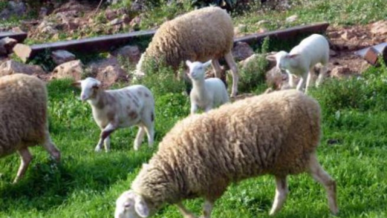 Κρήτη: Λύθηκε το μυστήριο με τα 3.000 νεκρά νεογέννητα πρόβατα και κατσίκια