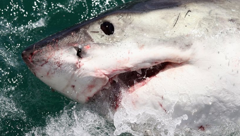 Κουίνσλαντ: Καρχαρίας επιτέθηκε σε κολυμβητή, που παλεύει για τη ζωή του (vid)