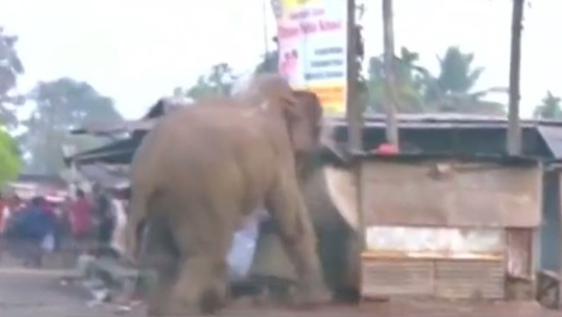 Ελέφαντας σε κατάσταση αμόκ ισοπεδώνει χωριό (vid)