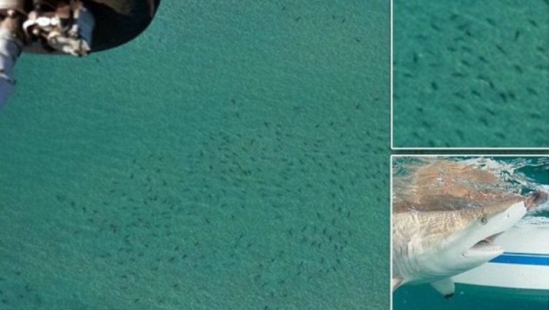 Χιλιάδες καρχαρίες κολυμπούν σε απόσταση αναπνοής από την ακτή της Φλόριντα (vid)