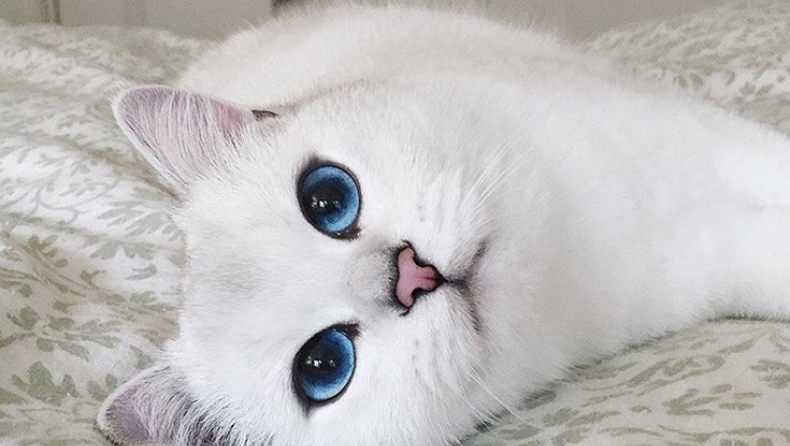Ο γάτος με τα απίστευτα μάτια (pics)