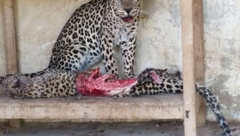 Εικόνες ντροπής σε Ζωολογικό κήπο (pics)