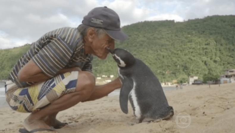 Πιγκουίνος διανύει κάθε χρόνο 8000χλμ για να βρει τον ψαρά που τον έσωσε (pics & vid)