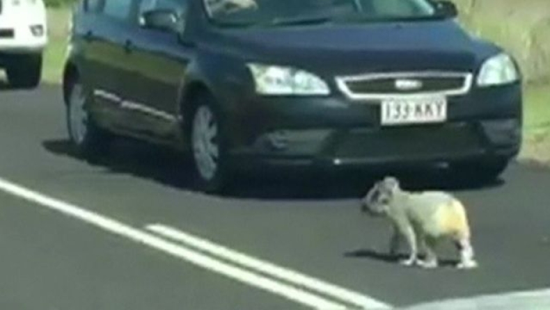 Tι γυρεύει ένα κοάλα στον αυτοκινητόδρομο; (video)