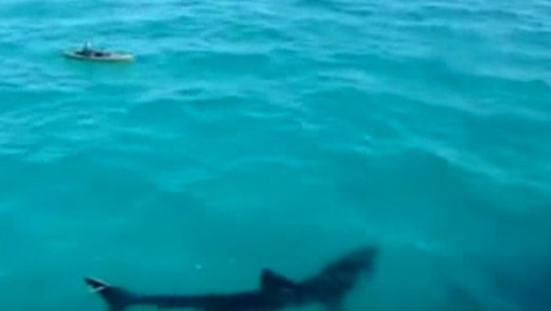Γιγαντιαίος καρχαρίας κολυμπά δίπλα σε κανό και «παγώνει» τον κωπηλάτη (vid)