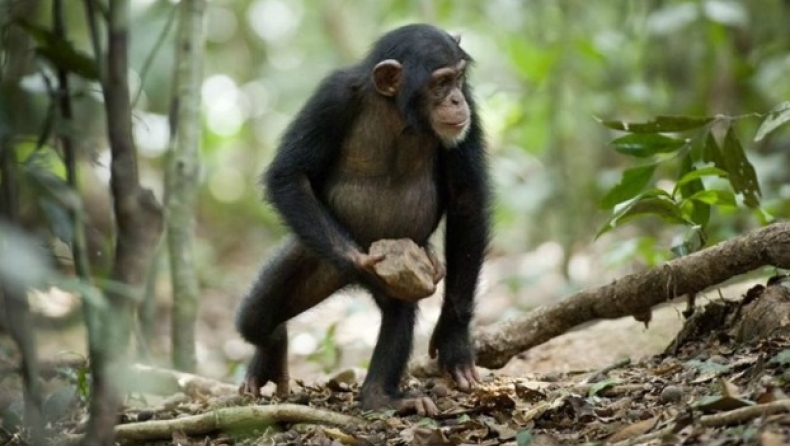 Απίστευτο: Οι χιμπατζήδες πιστεύουν στο Θεό (vid)