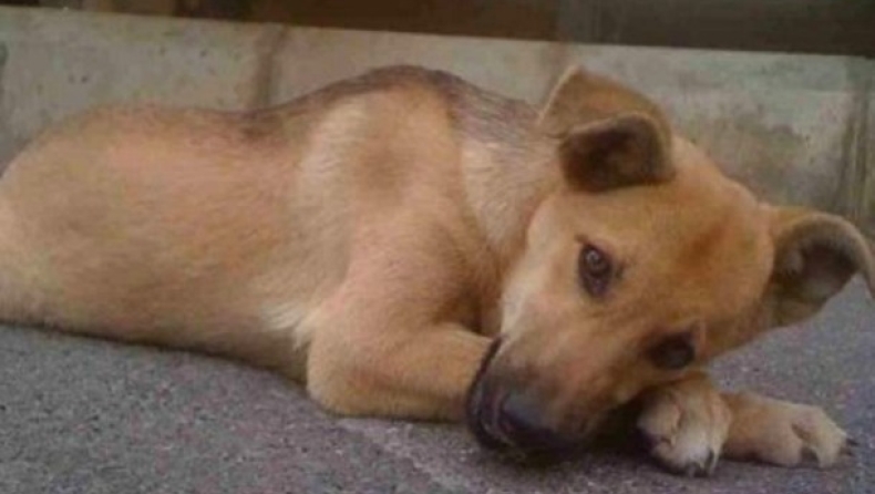 Η εξωφρενική ανακοίνωση δήμου στην Ξάνθη για το περιστατικό με τον βασανισμού σκύλου (pic)