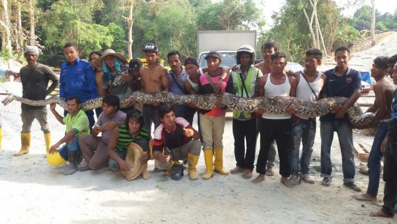 Επιασαν το μεγαλύτερο φίδι στον κόσμο μήκους 8 μέτρων (vid)