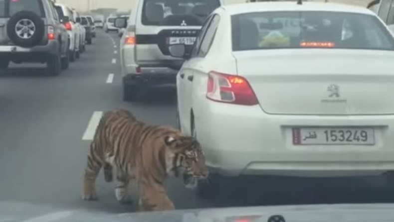 Boήθεια! Τίγρης σε αυτοκινητόδρομο (video)