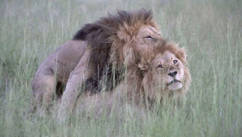 Έχει γίνει θέμα με τα δύο γκέι λιοντάρια (pic)