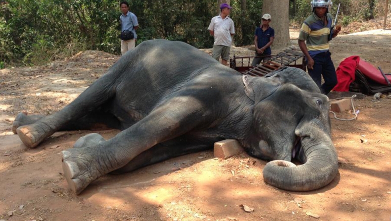 Ελέφαντας πεθαίνει από εξάντληση την ώρα που κουβαλάει τουρίστες! (pics)