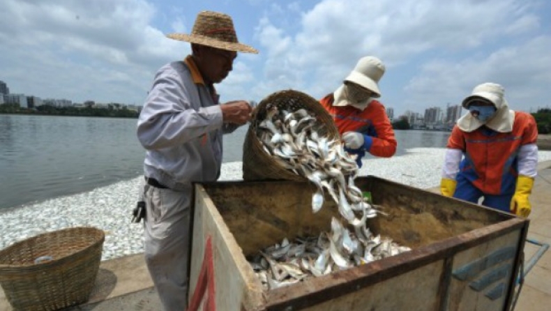 35 τόνοι νεκρά ψάρια σε λίμνη στην Κίνα (pics)