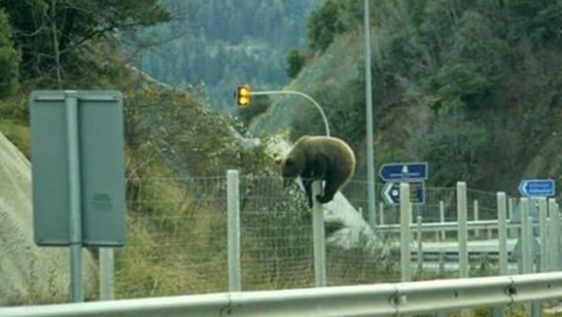 Αρκούδα βγήκε στην Εθνική Γρεβενών-Ιωαννίνων (pics)