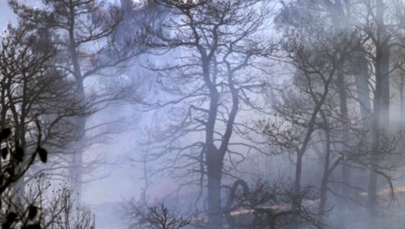Φωτιά σε δάσος στη Νέα Πολιτεία, απογειώνονται εναέρια μέσα