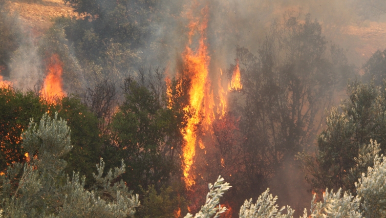 Δυστυχώς η φωτιά στην Χαλκίδα απειλεί σπίτια! (vid)