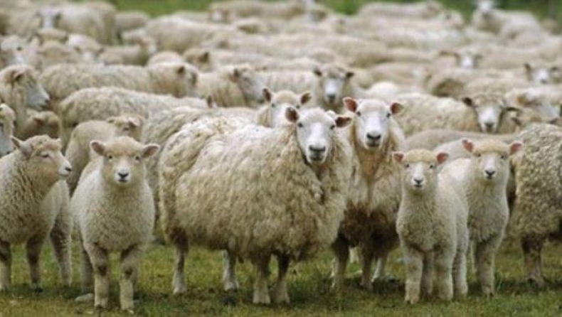 Πρόβατα βόσκησαν κάνναβη και διέλυσαν ένα ολόκληρο χωριό!
