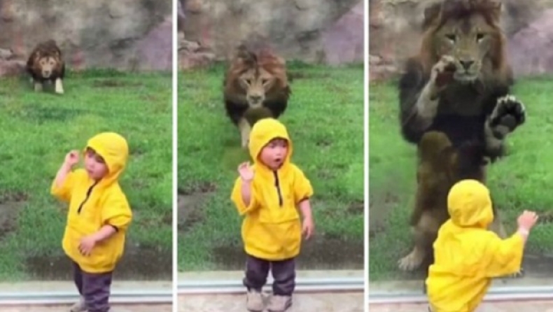 Λιοντάρι αγριεύει σε παιδάκι και εκείνο μένει απίστευτα ψύχραιμο (vid)