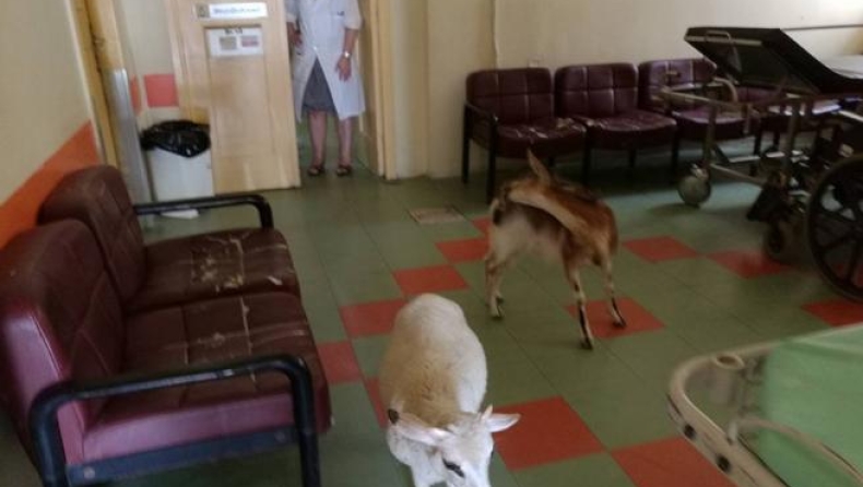Μια κατσίκα και ένα πρόβατο μπήκαν στο νοσοκομείο της Αμαλιάδας για δροσιά (pics)