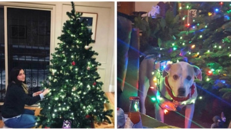 Η ζωή πριν και μετά την απόκτηση σκύλου (pics)