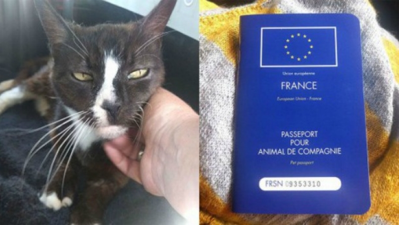 Γάτα χάθηκε στο Λονδίνο και βρέθηκε στο Παρίσι μετά από οκτώμισι χρόνια! (vid)